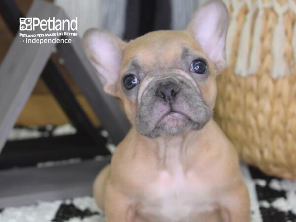 French Bulldog-DOG-Male-Blue Fawn-4310-Petland Independence & Lee's Summit, MO