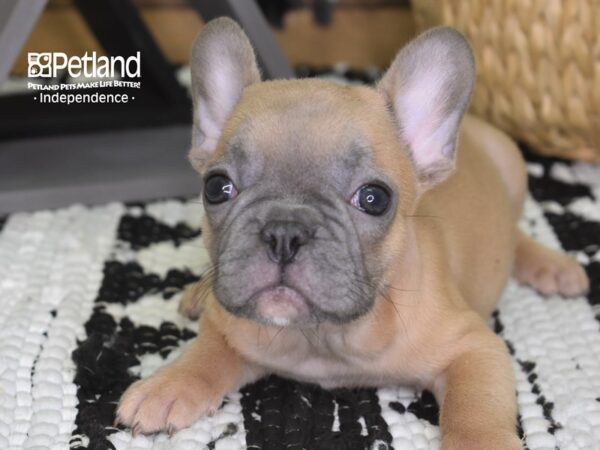 French Bulldog-DOG-Male-Blue Fawn-4309-Petland Independence & Lee's Summit, MO