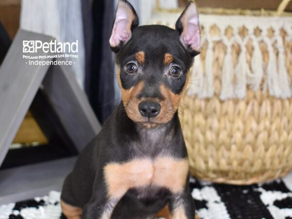 Miniature Pinscher DOG Male Black and Tan 4316 Petland Independence, Missouri