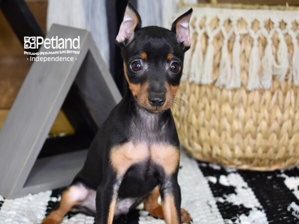 Miniature Pinscher DOG Male 4305 Petland Independence, Missouri