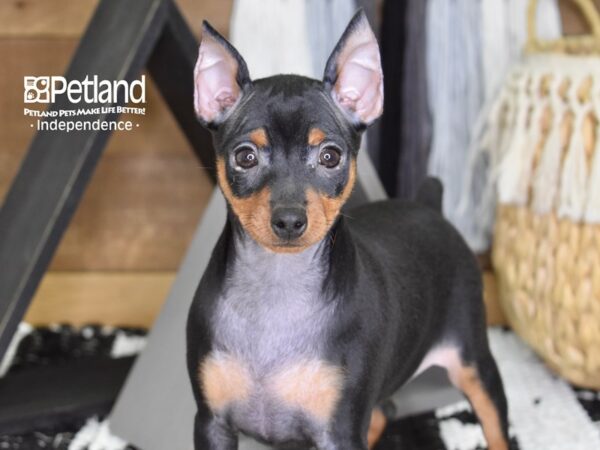 Miniature Pinscher-DOG-Female-Black and Tan-4318-Petland Independence, Missouri