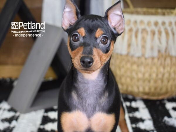 Miniature Pinscher DOG Female Black and Tan 4317 Petland Independence, Missouri