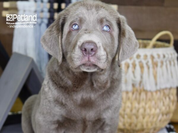 Labrador Retriever-DOG-Male-Silver-4321-Petland Independence, Missouri
