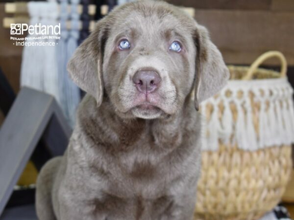 Labrador Retriever DOG Male Silver 4321 Petland Independence, Missouri