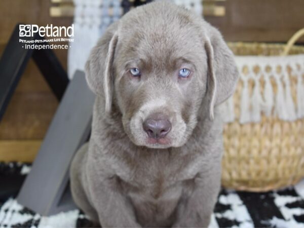 Labrador Retriever DOG Male Silver 4320 Petland Independence, Missouri