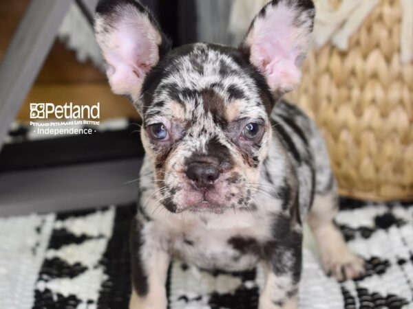 French Bulldog-DOG-Female-Black Merle-4326-Petland Independence, Missouri