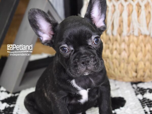 French Bulldog-DOG-Male-Black Brindle-4327-Petland Independence & Lee's Summit, MO