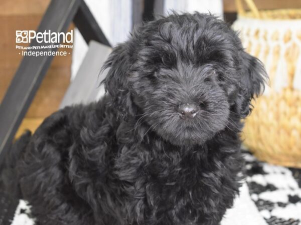 Havapoo DOG Male Black 4325 Petland Independence, Missouri