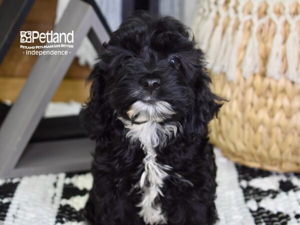 Cockapoo-DOG-Female-Black-4324-Petland Independence, Missouri