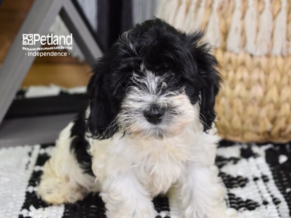 Cockapoo DOG Female Black & White 4323 Petland Independence, Missouri