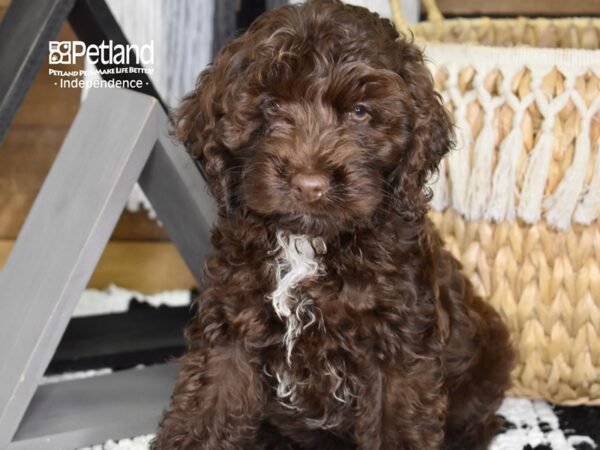 Cockapoo DOG Male Chocolate 4322 Petland Independence, Missouri