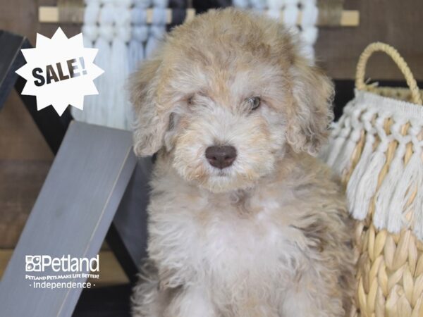 Miniature Goldendoodle-DOG-Female-Chocolate Merle-4183-Petland Independence, Missouri