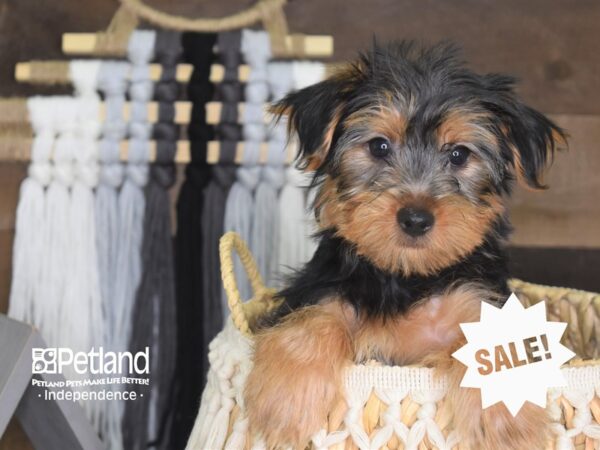 Yorkshire Terrier DOG Male Black and Tan 4201 Petland Independence, Missouri
