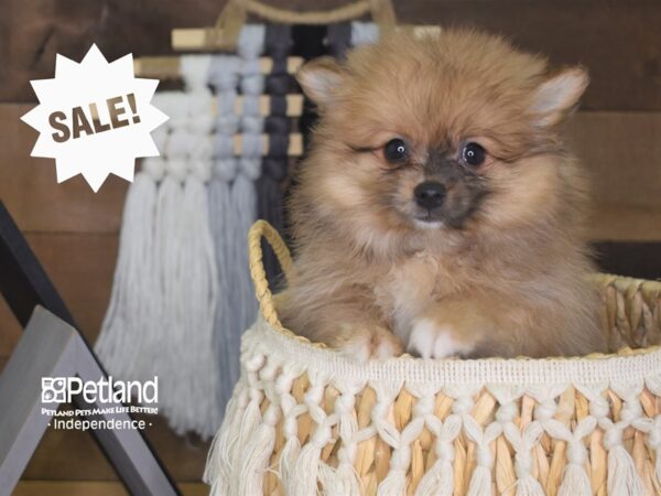 Pomeranian DOG Female Merle Sable 4156 Petland Independence, Missouri