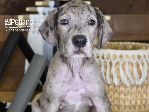 Great Dane DOG Female Merle 4328 Petland Independence, Missouri