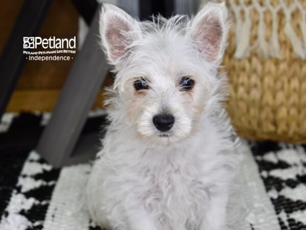 West Highland White Terrier DOG Female White 4329 Petland Independence, Missouri