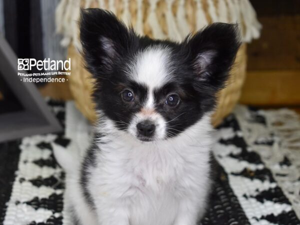 Papillon DOG Female Black and White 4315 Petland Independence, Missouri