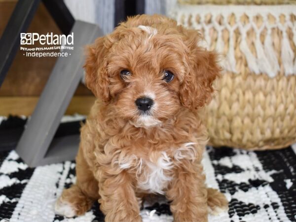 Cavapoo DOG Male Red & White 4335 Petland Independence, Missouri