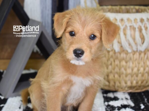 Shibapoo-DOG-Male-Red-4334-Petland Independence, Missouri