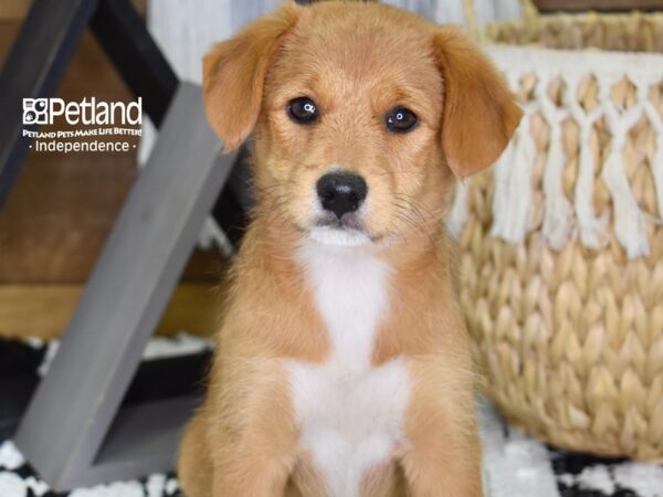 Shibapoo-DOG-Female-Red-4333-Petland Independence & Lee's Summit, MO