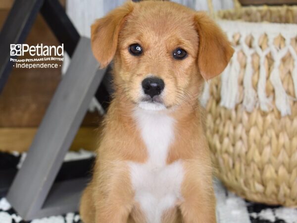 Shibapoo-DOG-Female-Red-4333-Petland Independence, Missouri