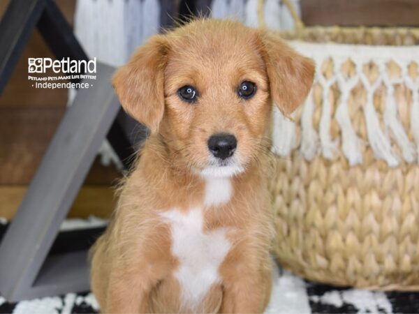 Shibapoo-DOG-Female-Red-4332-Petland Independence & Lee's Summit, MO