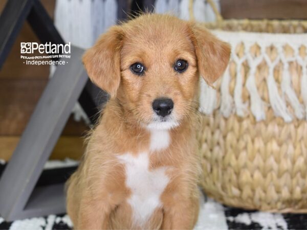 Shibapoo-DOG-Female-Red-4332-Petland Independence, Missouri