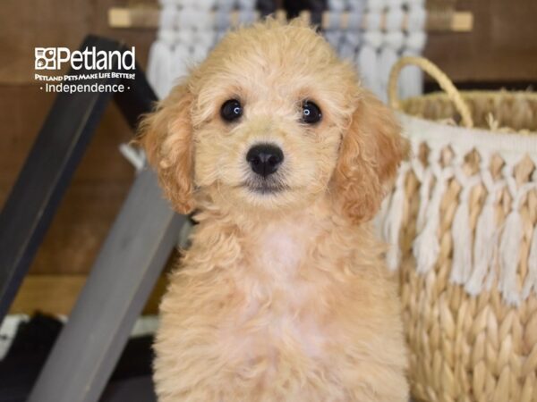 Miniature Goldendoodle 2nd Gen-DOG-Male-Golden-4336-Petland Independence, Missouri