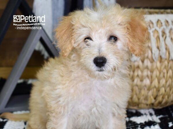 Miniature Goldendoodle 2nd Gen-DOG-Female-Golden-4337-Petland Independence & Lee's Summit, MO