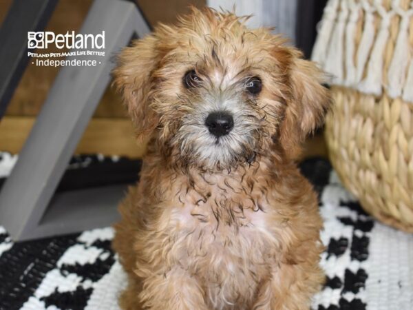 Schnoodle DOG Male Sable 4338 Petland Independence, Missouri