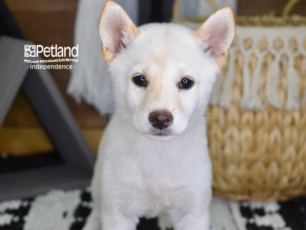 Shiba Inu DOG Female Cream 4344 Petland Independence, Missouri