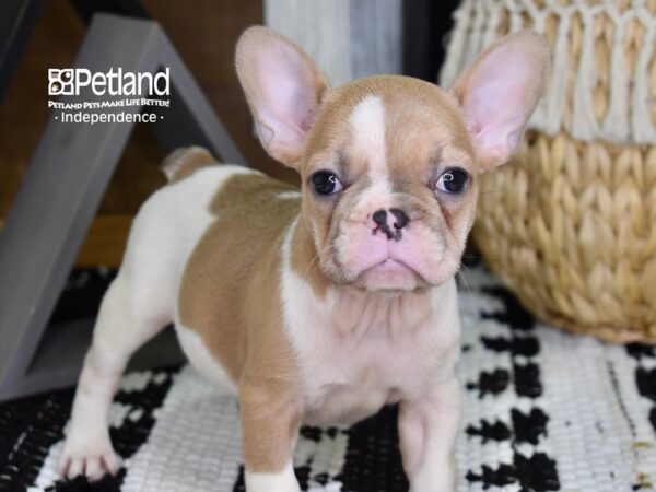 French Bulldog-DOG-Female-Fawn Piebald-4356-Petland Independence & Lee's Summit, MO