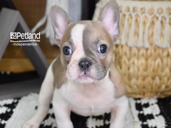 French Bulldog-DOG-Male-Blue Fawn Piebald-4353-Petland Independence & Lee's Summit, MO