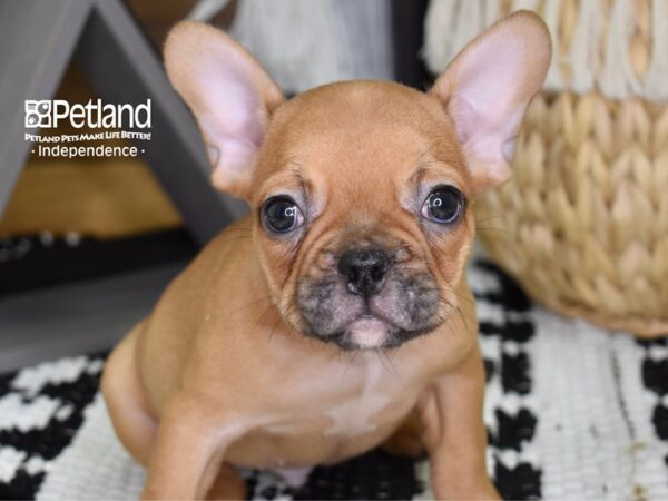 French Bulldog-DOG-Male-Red-4359-Petland Independence & Lee's Summit, MO