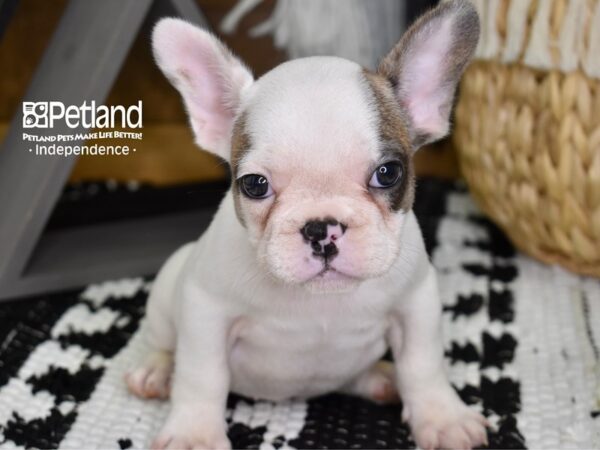 French Bulldog-DOG-Male-Blue Fawn Piebald-4354-Petland Independence & Lee's Summit, MO