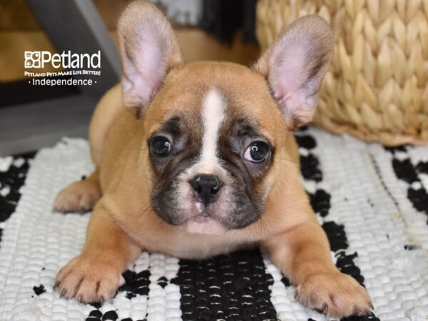 French Bulldog-DOG-Male-Red-4357-Petland Independence & Lee's Summit, MO