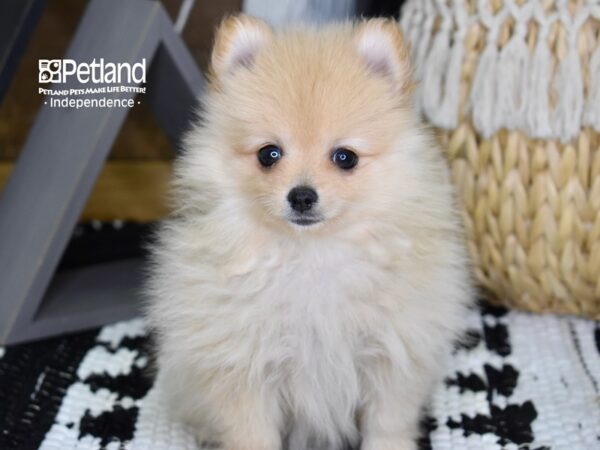 Pomeranian-DOG-Female-Cream-4352-Petland Independence, Missouri