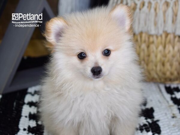 Pomeranian-DOG-Male-Cream-4351-Petland Independence, Missouri