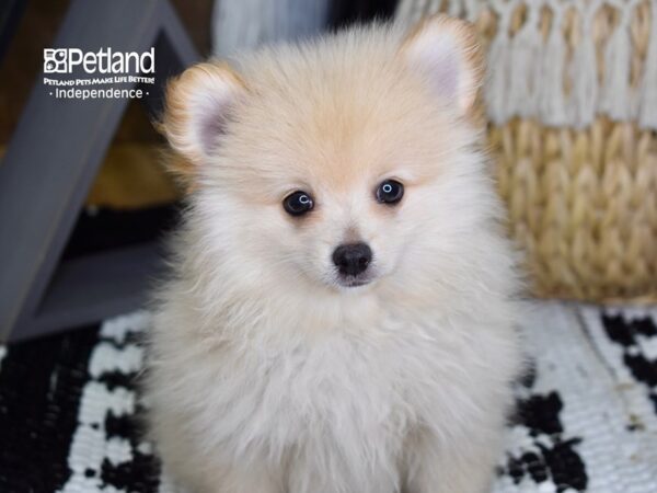 Pomeranian DOG Male Cream 4351 Petland Independence, Missouri