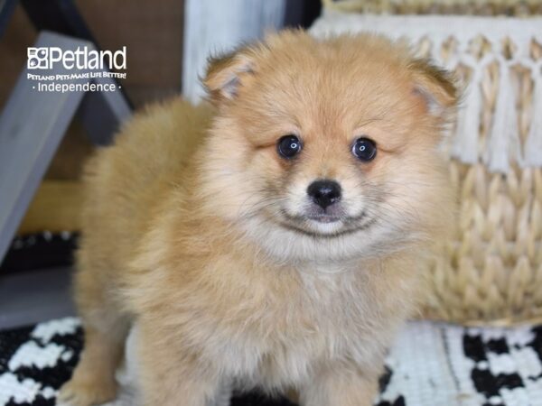 Pomeranian-DOG-Male-Sable-4350-Petland Independence & Lee's Summit, MO