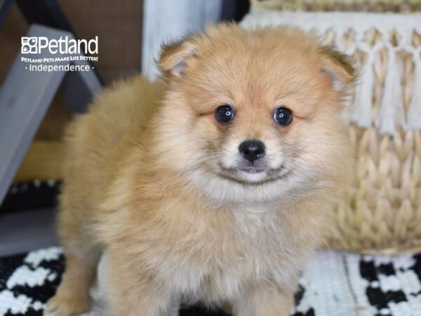 Pomeranian DOG Male Sable 4350 Petland Independence, Missouri