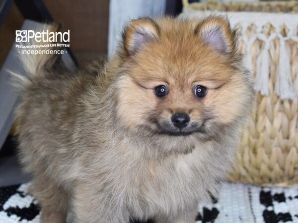 Pomeranian DOG Male Sable 4349 Petland Independence, Missouri