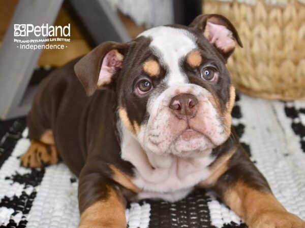 English Bulldog-DOG-Female-Chocolate and Tan-4341-Petland Independence, Missouri