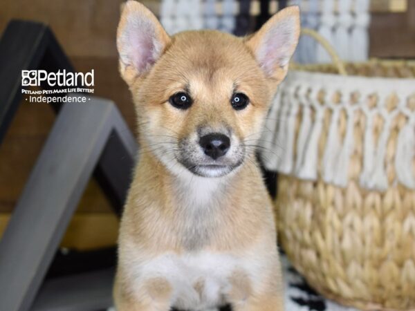 Shiba Inu-DOG-Female-Red Sesame-4343-Petland Independence, Missouri