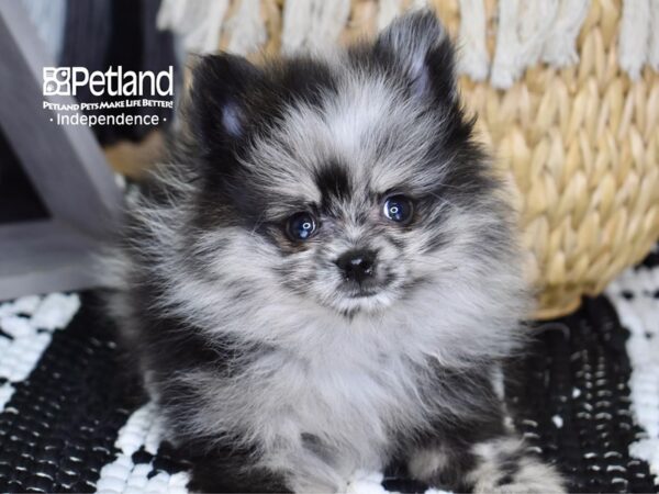 Pomeranian-DOG-Male-Blue Merle-4366-Petland Independence, Missouri