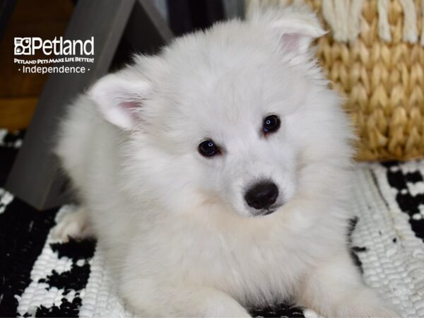 American Eskimo-DOG-Male-White-4367-Petland Independence, Missouri