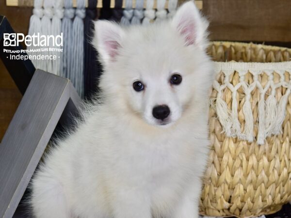 American Eskimo DOG Female White 4348 Petland Independence, Missouri