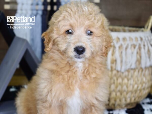 Eskipoo DOG Male White 4368 Petland Independence, Missouri