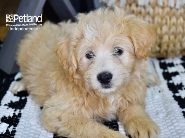 Eskipoo DOG Male White 4370 Petland Independence, Missouri