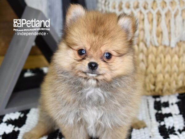 Pomeranian-DOG-Male-Sable-4363-Petland Independence, Missouri